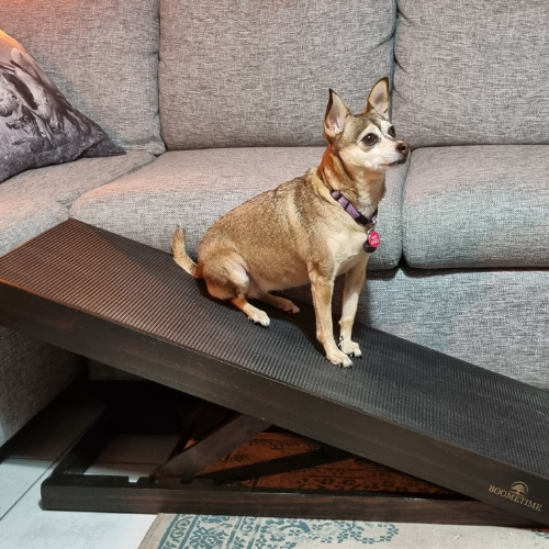 Used discount dog ramp